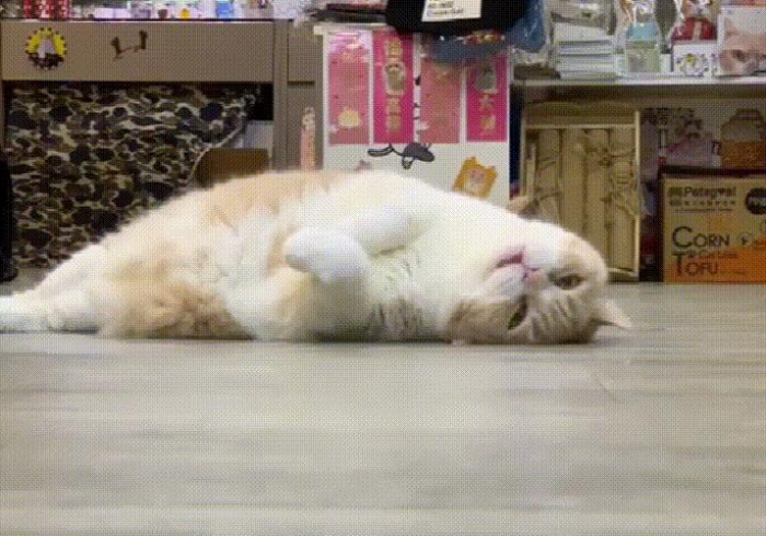 必看教程“招财喵怎么开挂？!专业师傅带你一起了解(确实有挂)