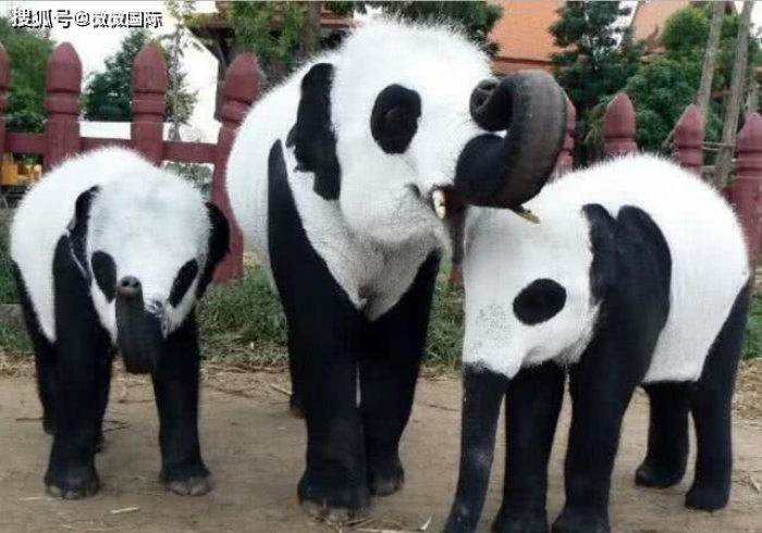 必学教你安装“熊猫娱乐有人开挂吗”(详细开挂教程)