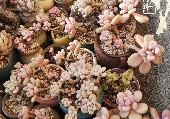 五分钟了解＂友友联盟开挂会不会被检测出来”-原来有挂