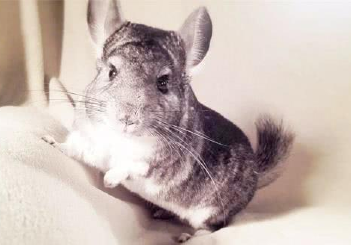 【第一资讯】“龙猫精灵有挂吗开挂神器”(原来确实是有挂)