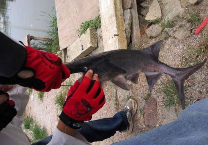 【知识科普】“鲨鱼互动为什么老输”原来可以开挂